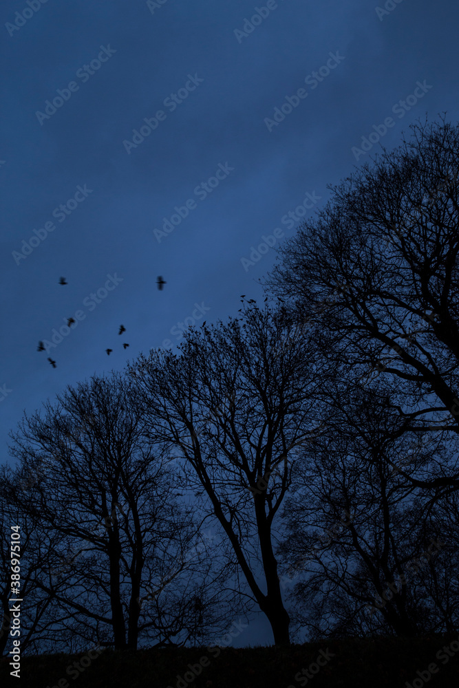 Crows flying above leafless enchanted trees on a cold and dark winter evening. Vertical view looking up at dark mysterious scene. Uncanny, so as to inspire fear Crows flying above leafless enchanted trees on a cold and dark winter evening. Vertical view looking up at dark mysterious scene. Uncanny, so as to inspire fear