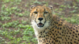 African cheetah front close-up