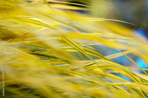 Hakone japanese grass leaves close up. Grassy cozy autumn yellow background. Delicate golden leaves  stems on a blue background. For design  wallpaper  posters  postcards