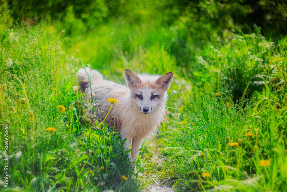 White-red fox after rain with wet hair in summer in tall grass