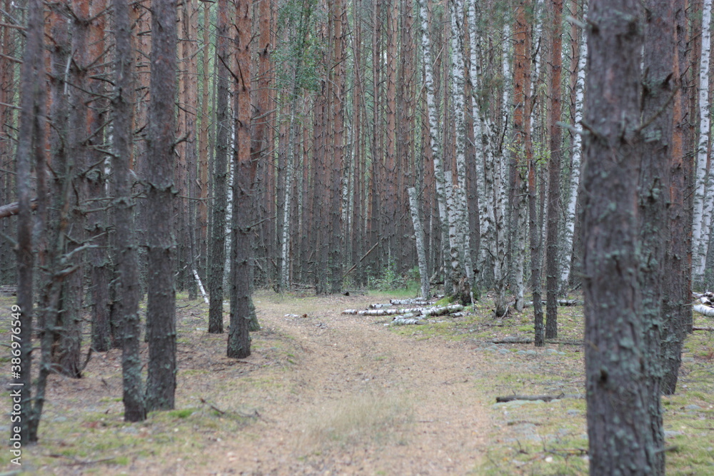 Fototapeta premium path in the woods