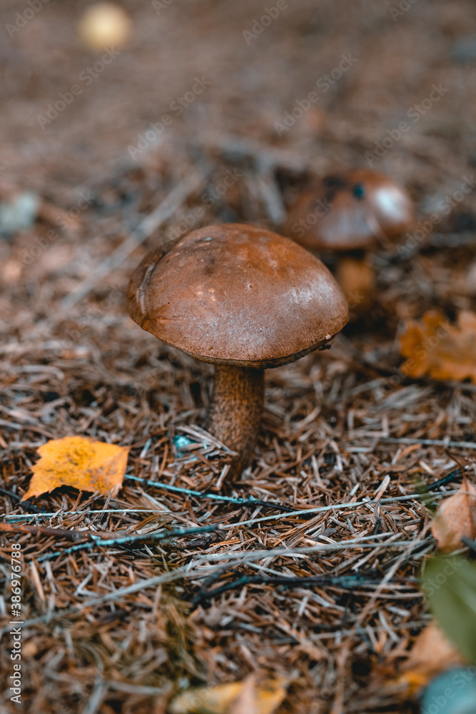 Forest litter with brown cap boletus. Beautiful mushroom with dry leaves and needles. Natural forest background. Panoramic autumn landscape Forest litter with brown cap boletus. Beautiful mushroom with dry leaves and needles. Natural forest background. Panoramic autumn landscape