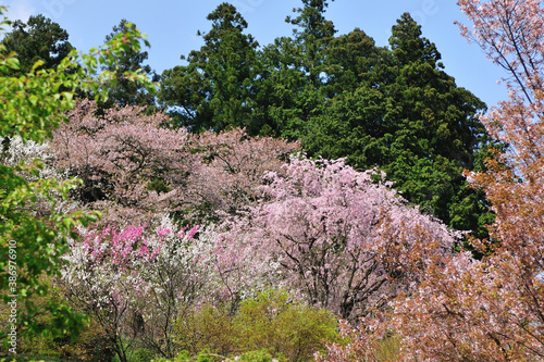 山里の桜