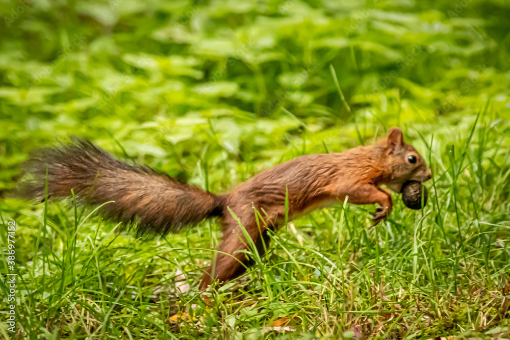 a squirrel gathering nuts a squirrel gathering nuts
