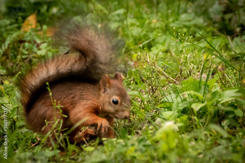 a squirrel gathering nuts