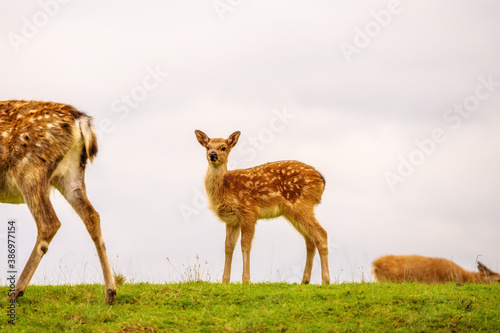 A white-tailed deer doe and its fawn in an open meadow