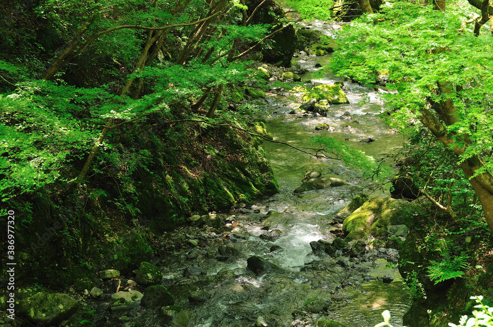 Fototapeta premium 新緑の渓流