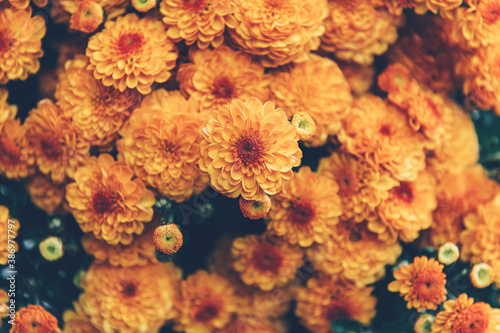 Orange chrysanthemum flowers photo