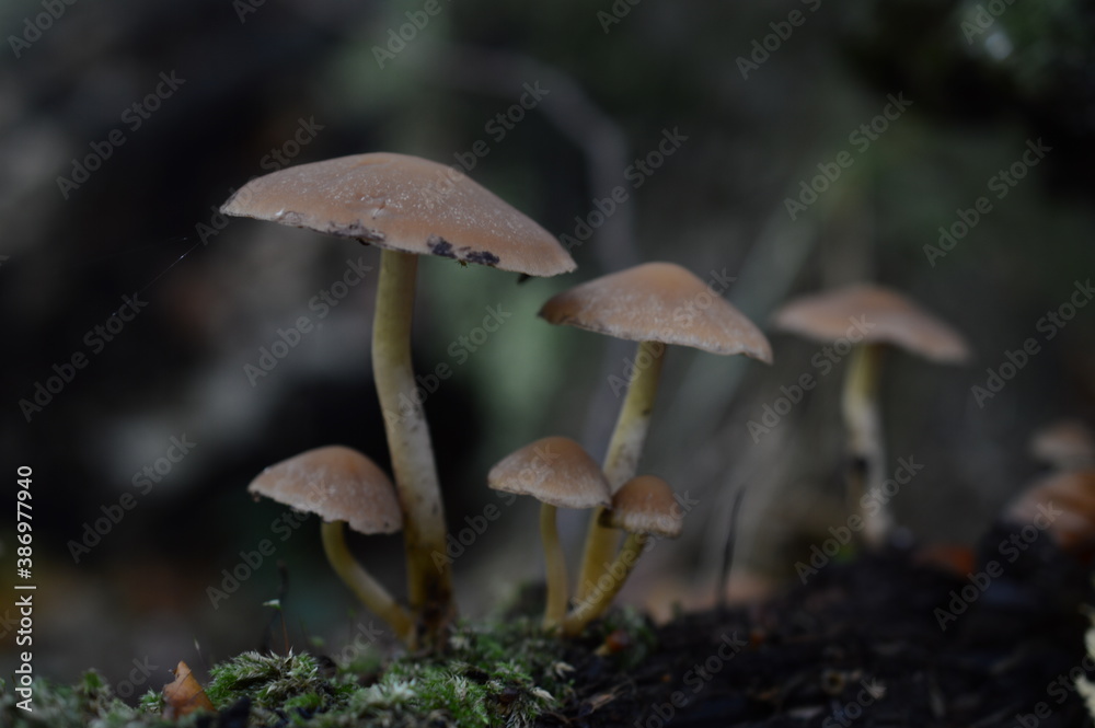 Fototapeta premium mushrooms in the forest