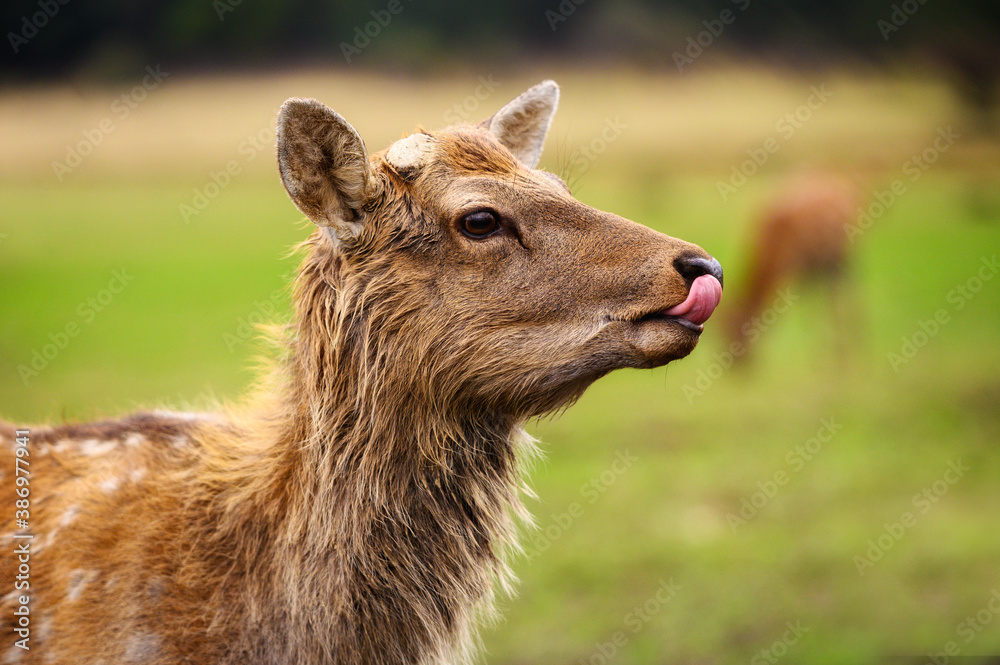 Wild white-tailed deer in a field. Closeup portrait. Wild white-tailed deer in a field. Closeup portrait.
