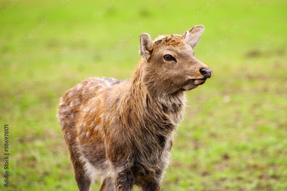 Fototapeta premium Wild white-tailed deer in a field.