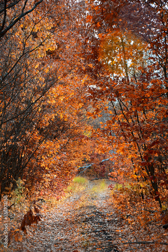 View of the forest path among the trees in autumn.