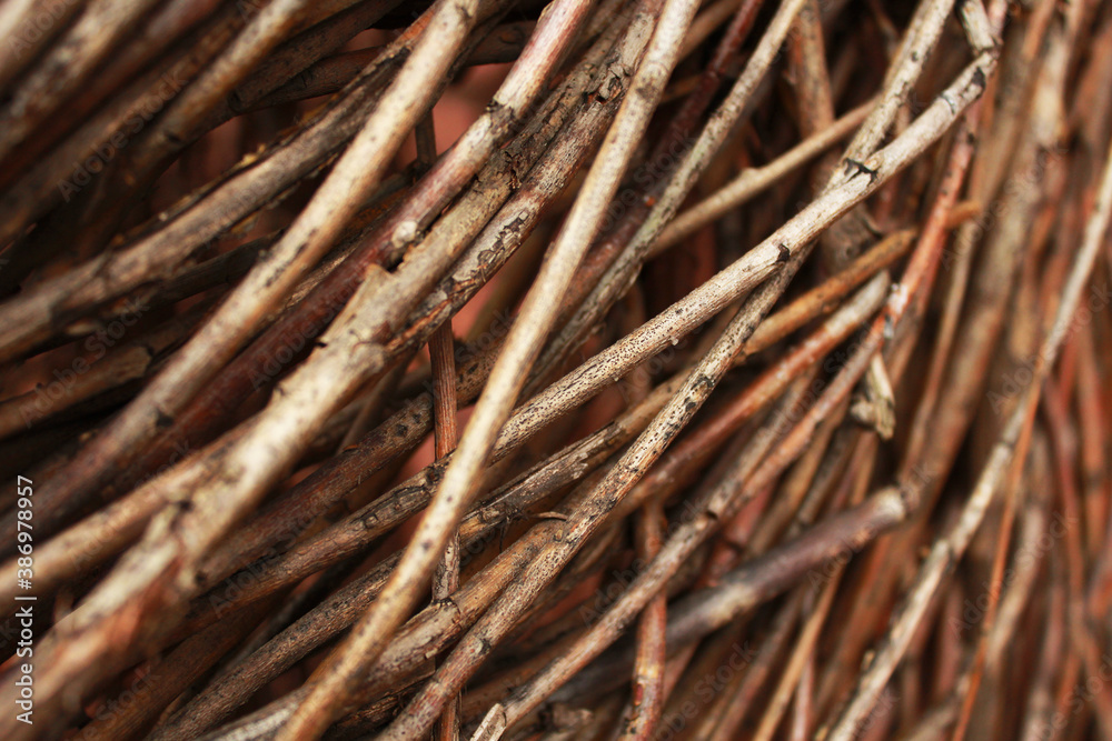dry branches in macro photography