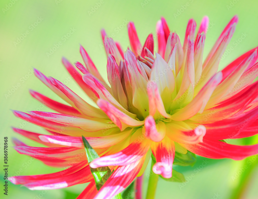 pink and yellow dahlia flower in backyard garden on summer day