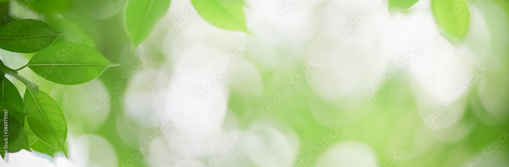 Closeup of green nature leaf on blurred greenery background in garden with bokeh and copy space using as background cover page concept. Closeup of green nature leaf on blurred greenery background in garden with bokeh and copy space using as background cover page concept.