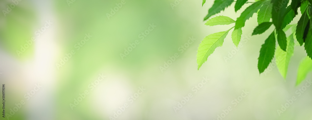 Closeup of green nature leaf on blurred greenery background in garden with bokeh and copy space using as background cover page concept. Closeup of green nature leaf on blurred greenery background in garden with bokeh and copy space using as background cover page concept.