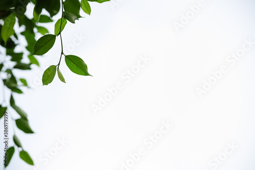 Closeup of green nature leaf on white sky background with copy space using as background wallpaper concept.