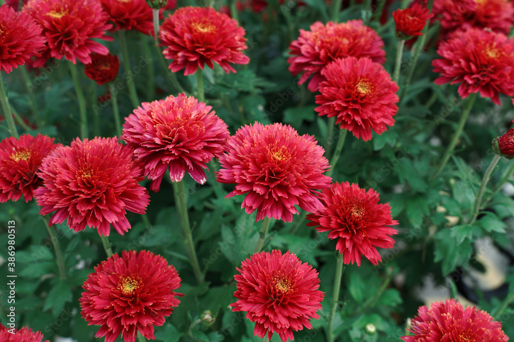 Natural red and yellow dahlia Natural red and yellow dahlia