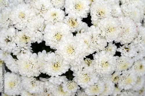close up of white chrysanthemum. selective focus   
