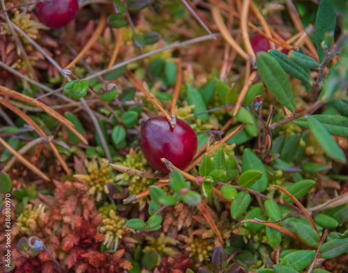 Closeup of red cranberry growing in the green and red moss and grass in swamp. Dry pine needles on the moss around the cranberry.