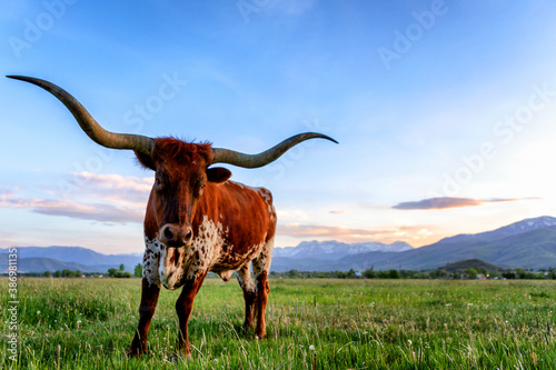 Foto Texas Longhorn