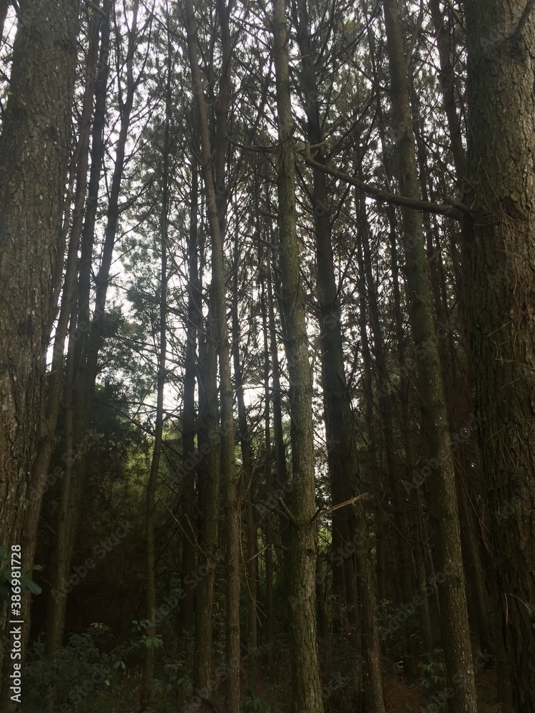 Obraz premium trees in the forest