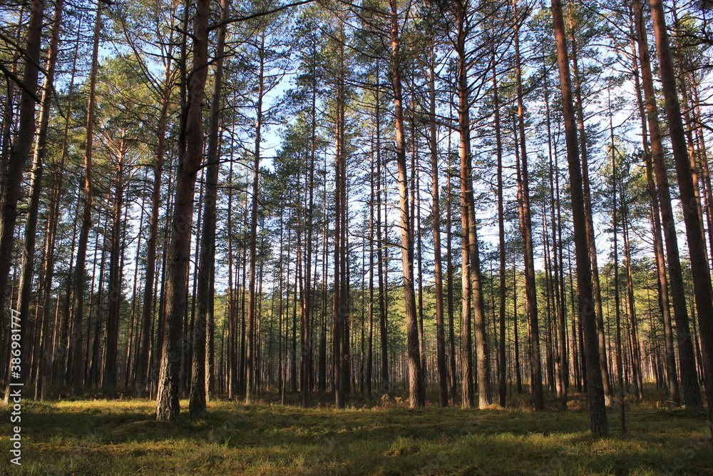 Fototapeta premium Group of trees and moss in a pine forest
