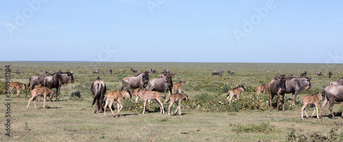 Εκτύπωση καμβά Calving season in the Serengeti and Masai Mara of Kenya and Tanzania