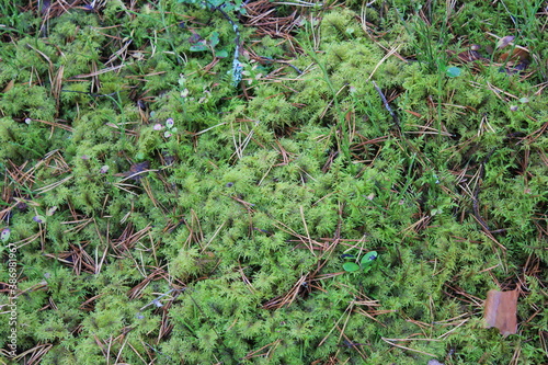  green moss in the forest close-up
