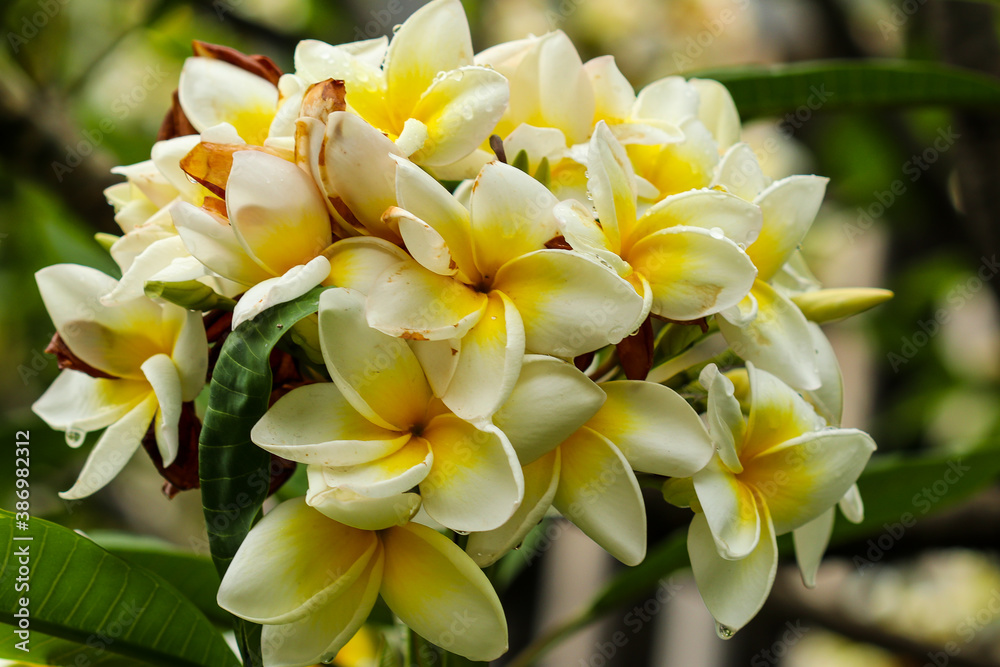 Obraz premium yellow flowers