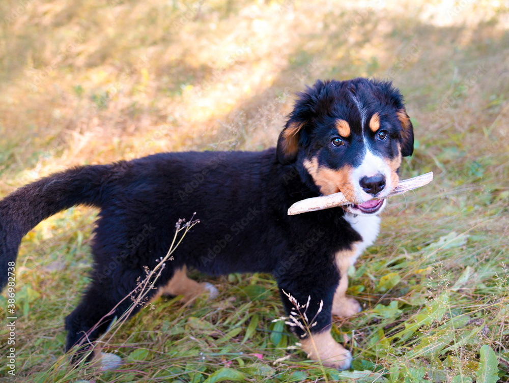 Bernese Mountain Dog puppy standing in forest park