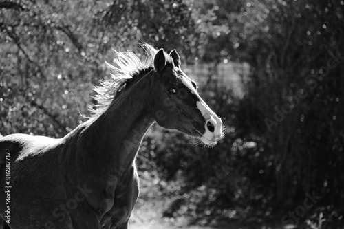 Fresh horse shows mare mane as she runs through pasture sunshine in black and white.