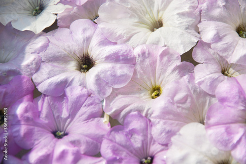 pink flowers float on the water surface