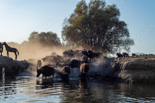 wild buffalos in lake Erciyes Mountain Kayseri  Turkey