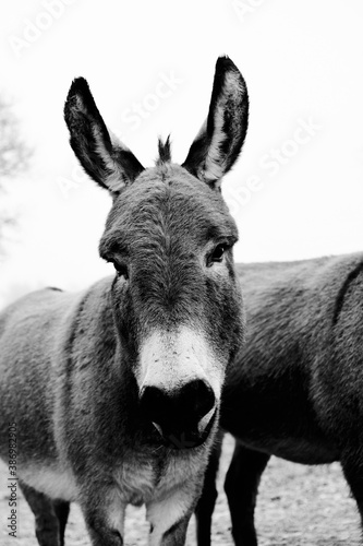 Mini donkey portrait close up in black and white, looking at camera through foggy weather.