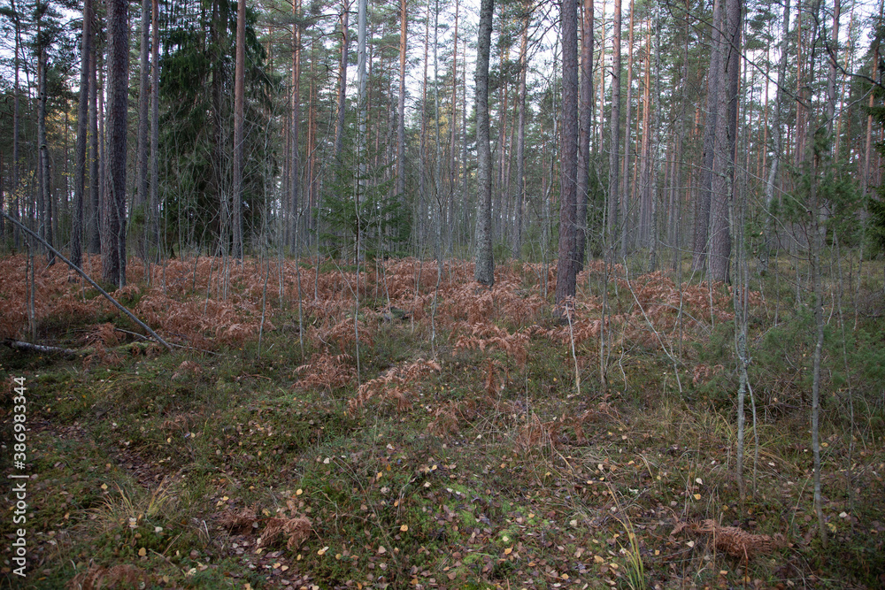 Northern forest in late autumn Northern forest in late autumn