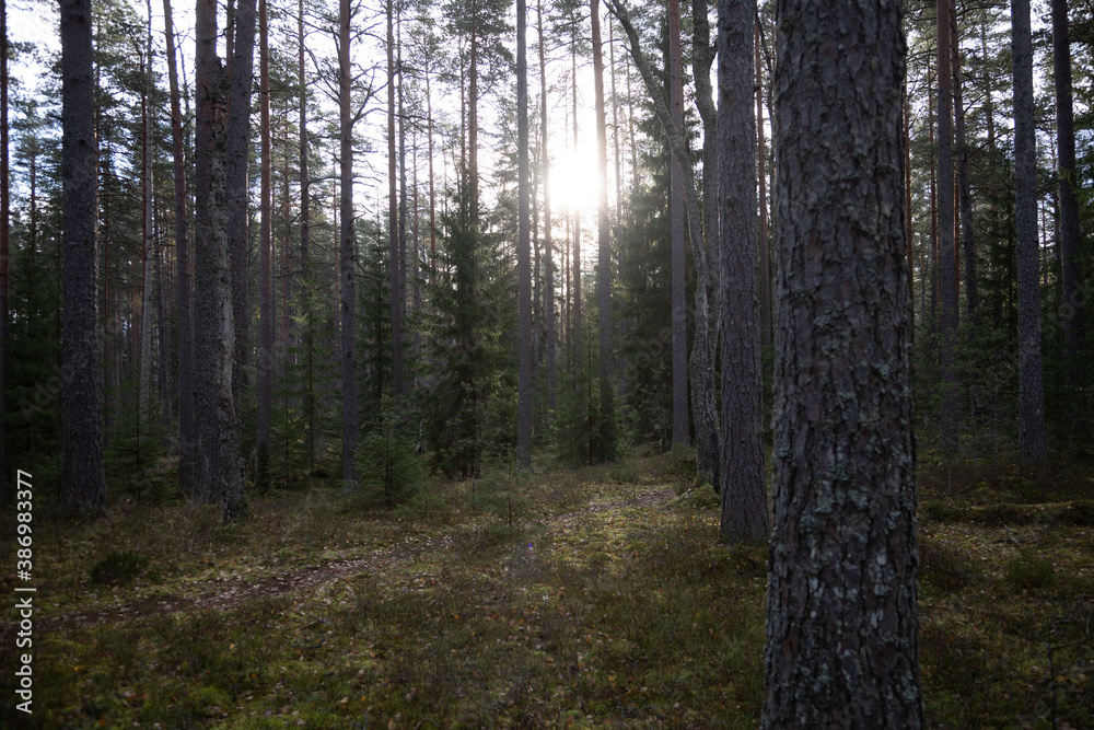 Fototapeta premium Northern forest in late autumn