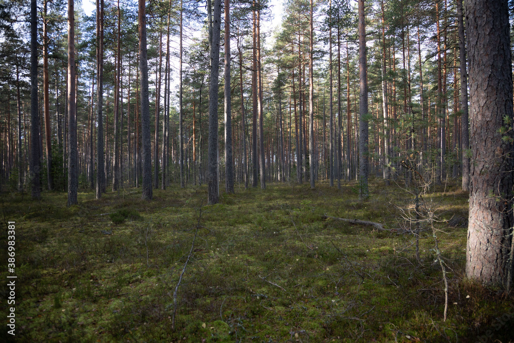 Obraz premium Northern forest in late autumn