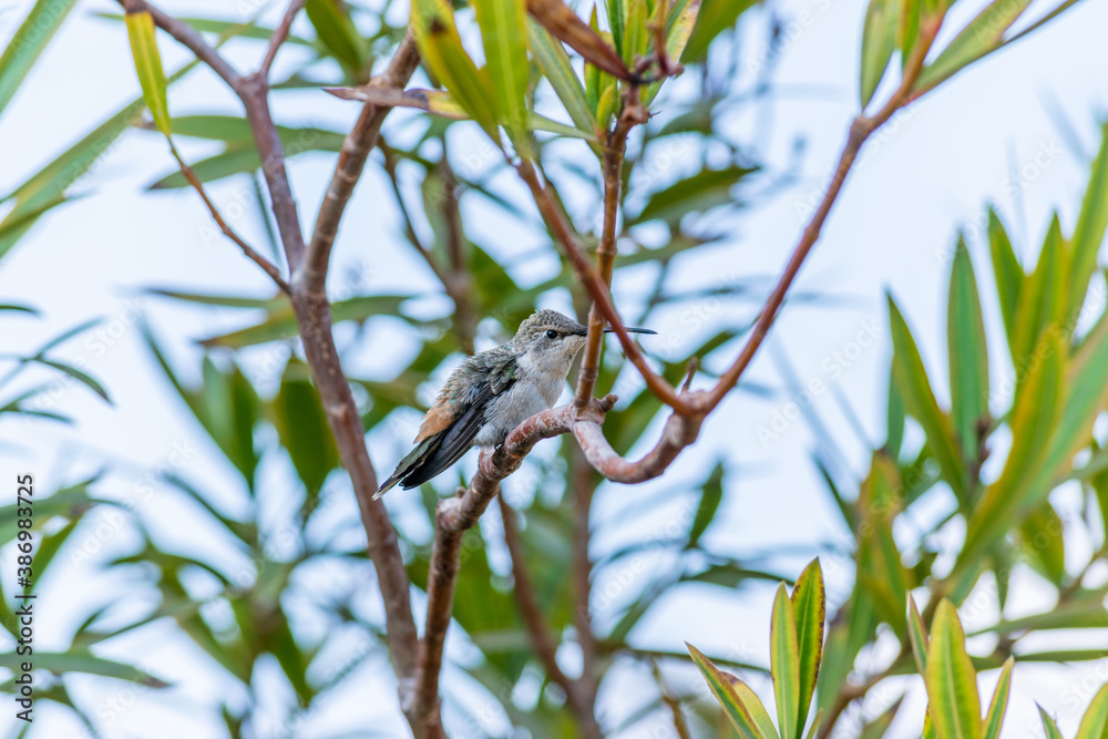 Fototapeta premium Aves