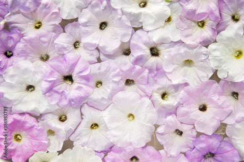 pink flowers float on the water surface