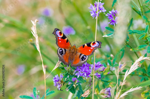 peacock butterfly, summer meadow