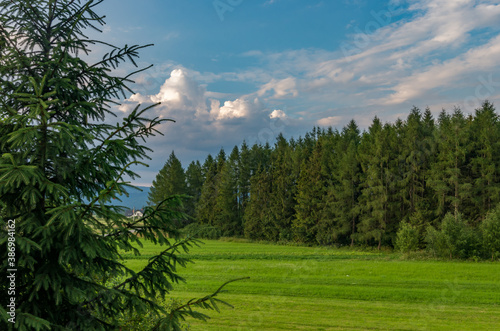 Fototapeta Naklejka Na Ścianę i Meble -  Summer evening in Polish Carpathian mountains, green meadow and conifer forest