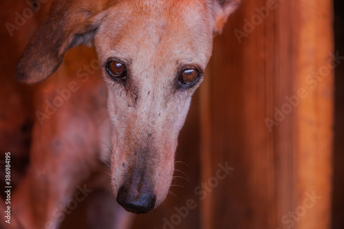 Old hunting dog with expressive eyes  portrait of an old greyhound