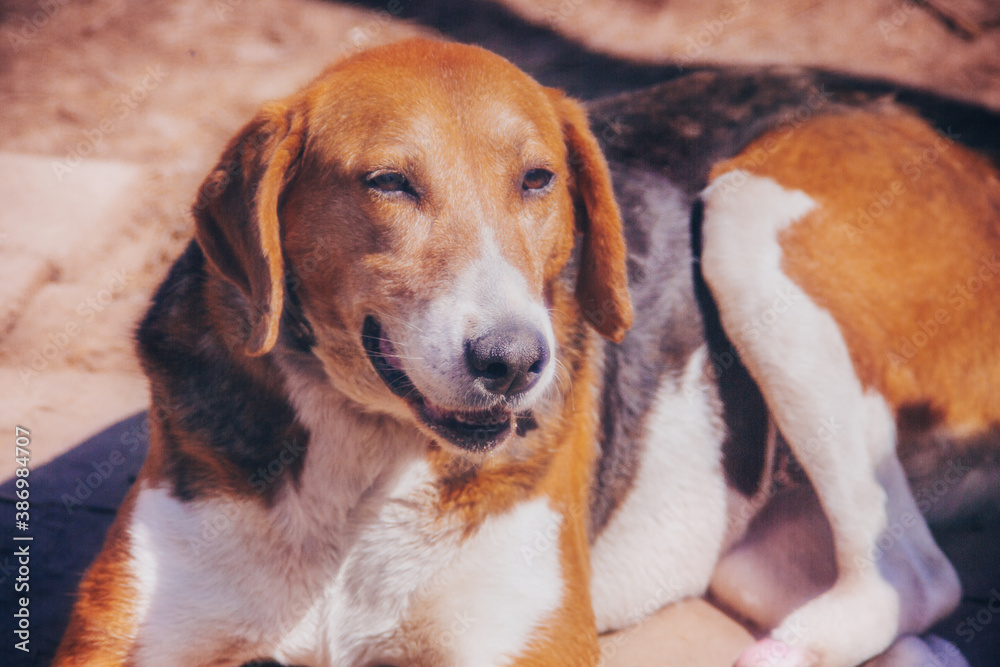 Hunting dog close up, portrait of a hunting dog