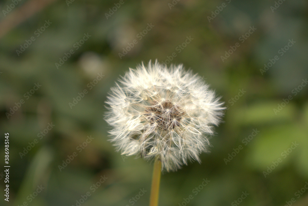 dandelion dandelion