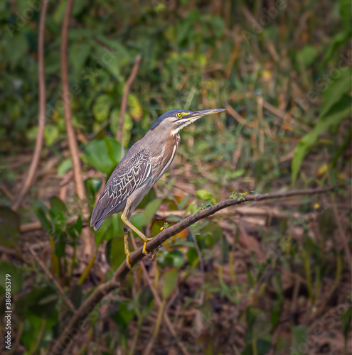 Green heron grips the branch with his feet in marsh in Pantanal