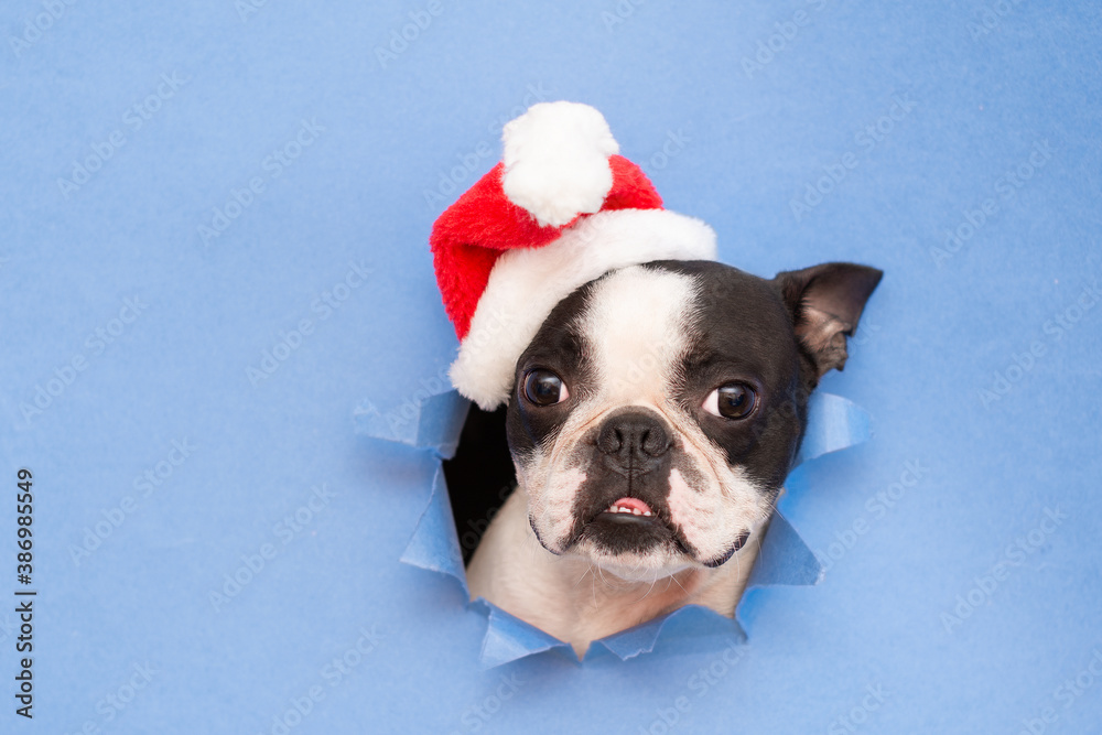 The head of a Boston Terrier looks through a hole in blue paper and wears a Santa hat.Creative. Minimalism. The concept of a New year. Creative art.