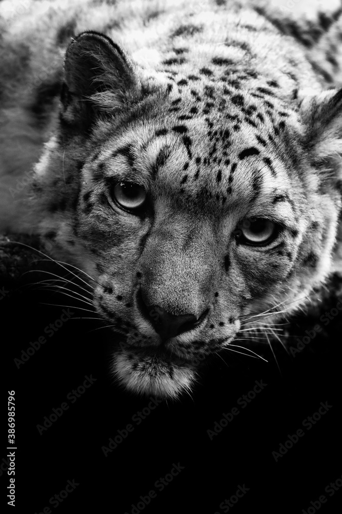 Fototapeta premium Snow Leopard