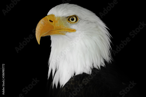 Portrait of an eagle n a black background