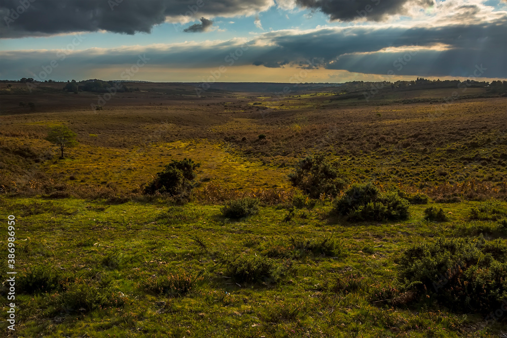 Fototapeta premium Dusk settles across the heathland in the New Forest near Fordingbridge, UK in Autumn